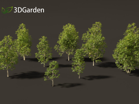 Eucommia ulmoides - Hardy rubber tree 3D Model