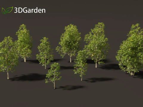 Eucommia ulmoides - Hardy rubber tree 3D Model