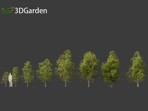 Eucommia ulmoides - Hardy rubber tree 3D Model
