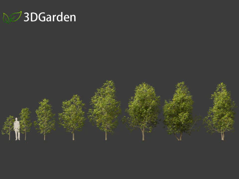 Eucommia ulmoides - Hardy rubber tree 3D Model