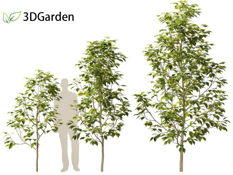 Eucommia ulmoides - Hardy rubber tree 3D Model