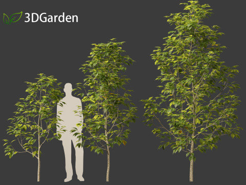 Eucommia ulmoides - Hardy rubber tree 3D Model