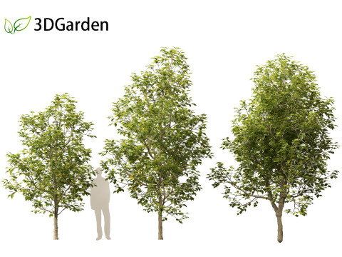 Eucommia ulmoides - Hardy rubber tree 3D Model