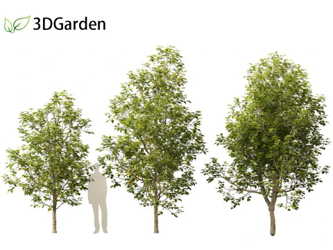 Eucommia ulmoides - Hardy rubber tree 3D Model