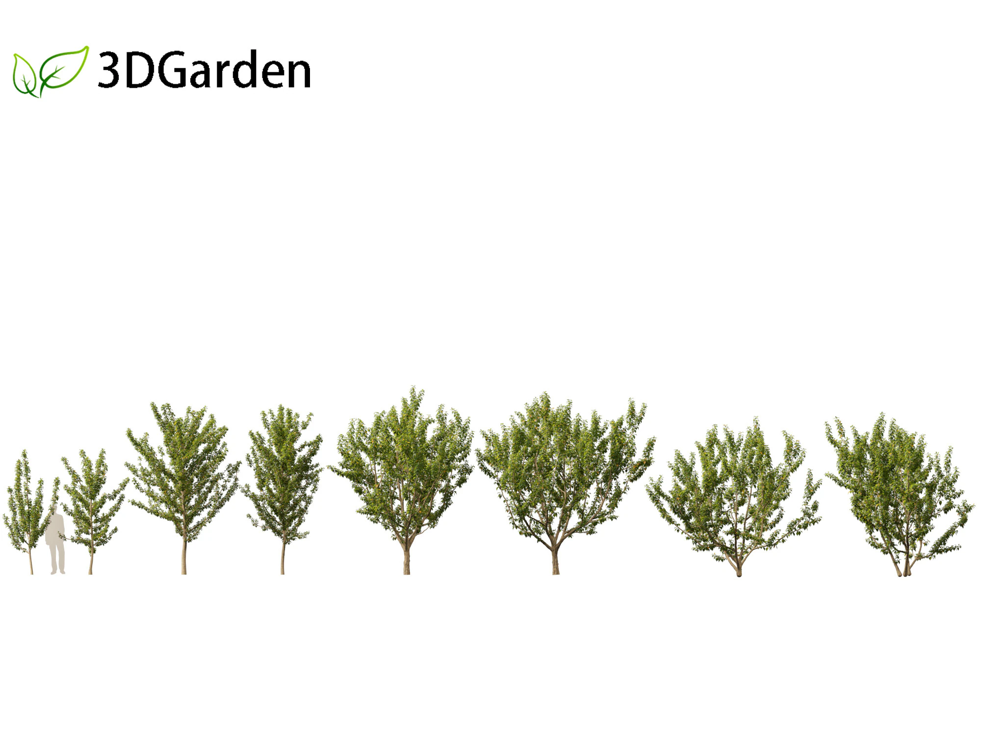 Maclura pomifera – Arancio Osage Modello 3D .c4d .max .obj .3ds .fbx .stl .blend