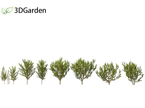 Maclura pomifera - laranja Osage Modelo 3D