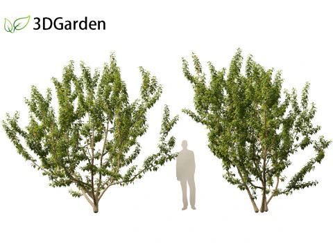 Maclura pomifera &ndash; Arancio Osage Modello 3D