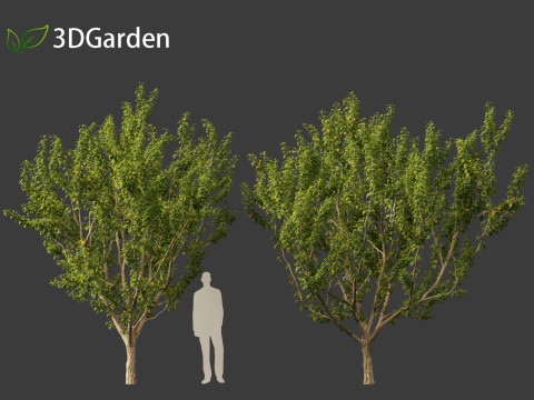 Maclura pomifera - Osage orange 3D Model