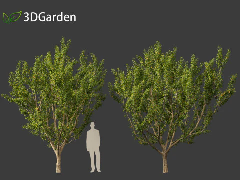 Maclura pomifera &ndash; Arancio Osage Modello 3D