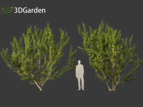 Maclura pomifera - Osage orange 3D Model