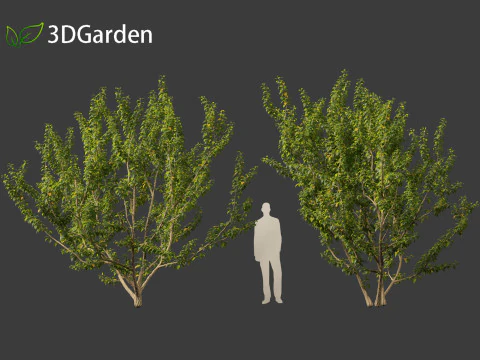 Maclura pomifera &ndash; Arancio Osage Modello 3D