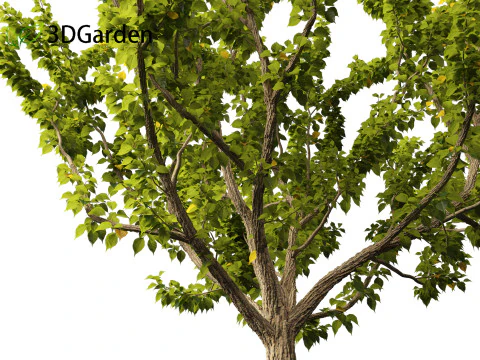 Maclura pomifera &ndash; Arancio Osage Modello 3D