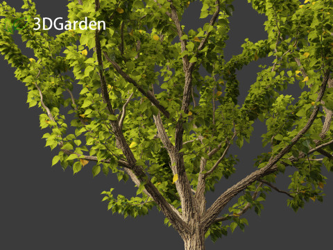 Maclura pomifera - Osage orange 3D Model