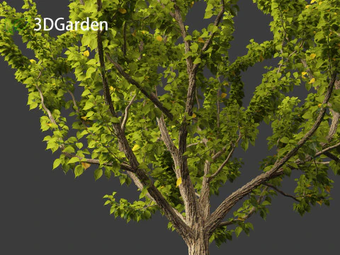 Maclura pomifera &ndash; Arancio Osage Modello 3D