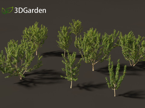 Maclura pomifera - Osage orange 3D Model