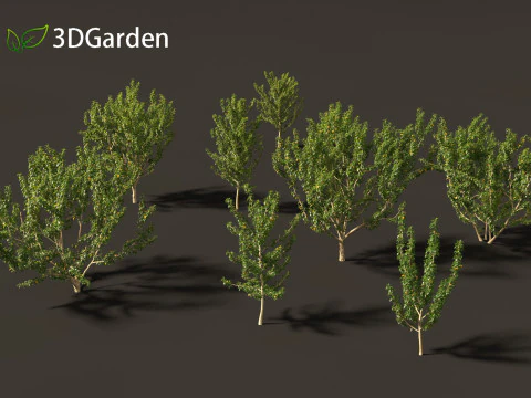 Maclura pomifera &ndash; Arancio Osage Modello 3D