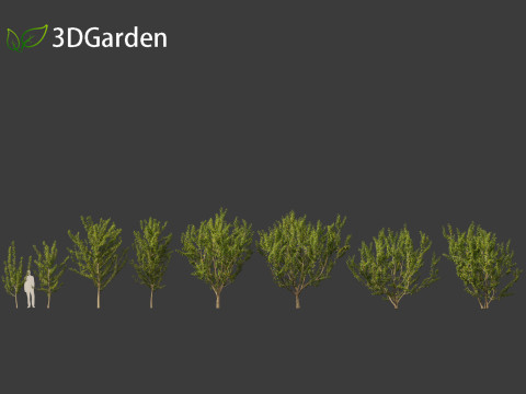 Maclura pomifera - Osage orange 3D Model
