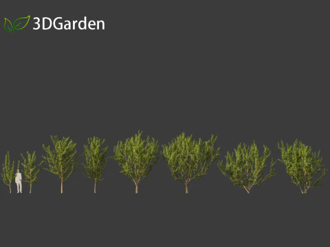 Maclura pomifera &ndash; Arancio Osage Modello 3D