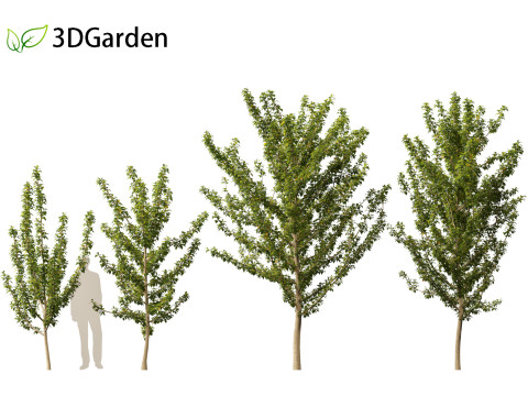 Maclura pomifera - Osage orange 3D Model
