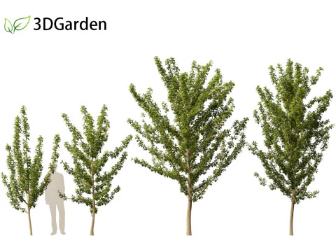 Maclura pomifera &ndash; Arancio Osage Modello 3D