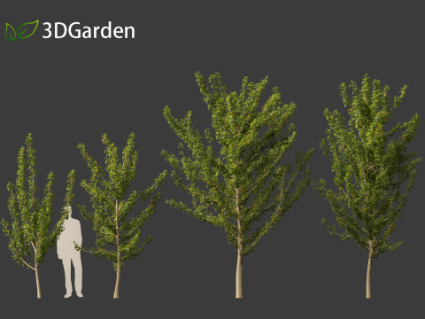Maclura pomifera - Osage orange 3D Model