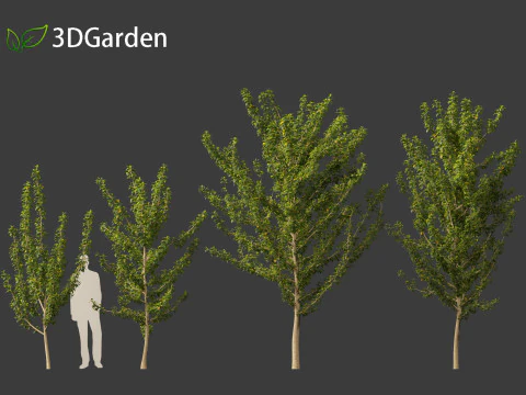 Maclura pomifera &ndash; Arancio Osage Modello 3D