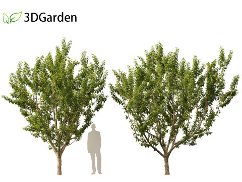 Maclura pomifera - Osage orange 3D Model