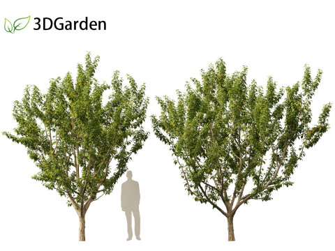 Maclura pomifera &ndash; Arancio Osage Modello 3D