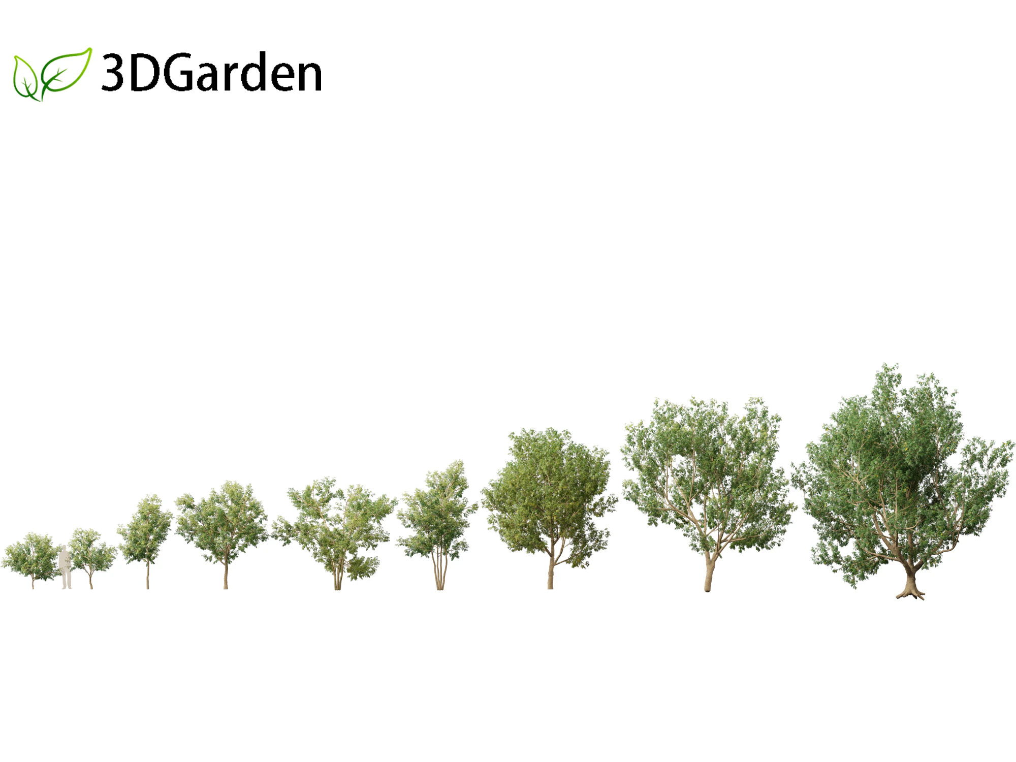 Styphnolobium japonicum - Japanese pagoda tree 01 3D Model .c4d .max .obj .3ds .fbx .stl .blend 