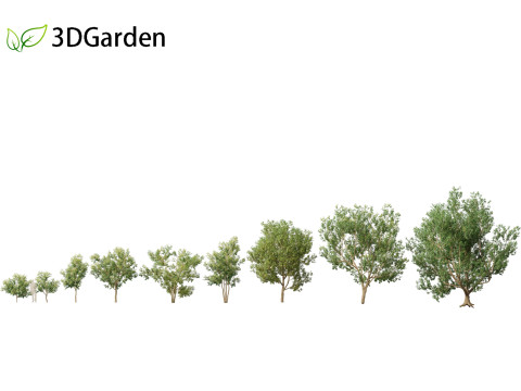 Styphnolobium japonicum - Japanese pagoda tree 01 3D Model
