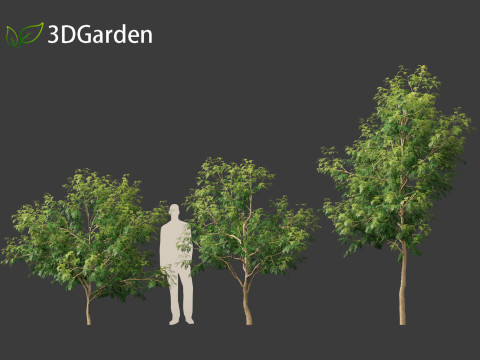 Styphnolobium japonicum - Japanese pagoda tree 01 Modelo 3D