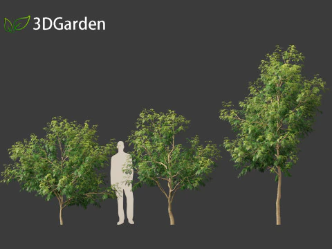 Styphnolobium japonicum - Japanese pagoda tree 01 3D Model
