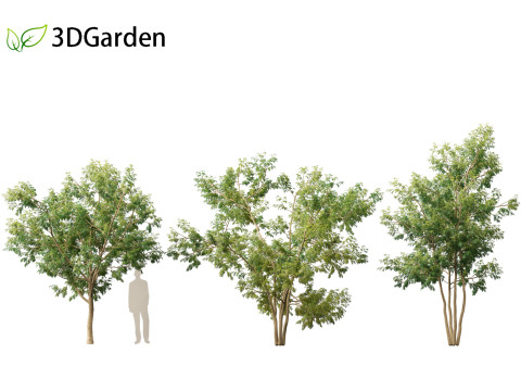Styphnolobium japonicum - Japanese pagoda tree 01 Modelo 3D