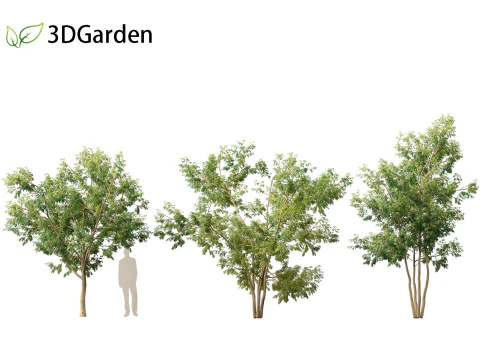 Styphnolobium japonicum - Japanese pagoda tree 01 3D Model