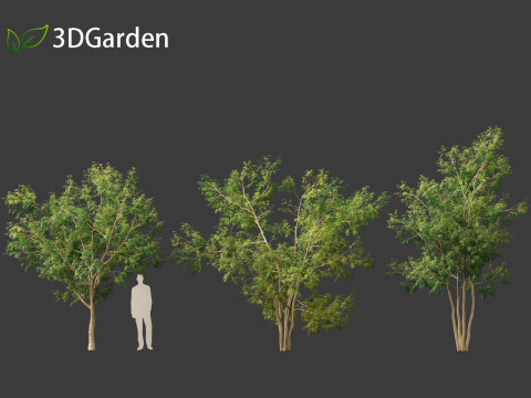 Styphnolobium japonicum - Japanese pagoda tree 01 Modelo 3D