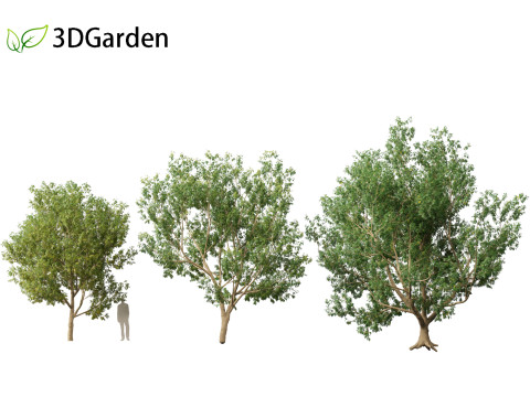 Styphnolobium japonicum - Japanese pagoda tree 01 Modelo 3D