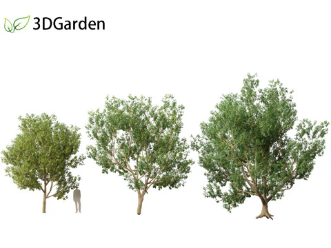 Styphnolobium japonicum - Japanese pagoda tree 01 3D Model