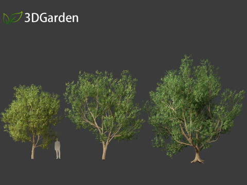 Styphnolobium japonicum - Japanese pagoda tree 01 Modelo 3D