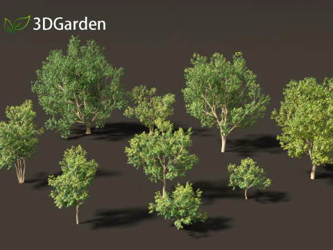 Styphnolobium japonicum - Japanese pagoda tree 01 3D Model