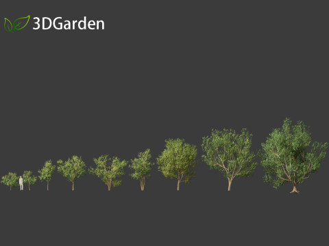 Styphnolobium japonicum - Japanese pagoda tree 01 Modelo 3D