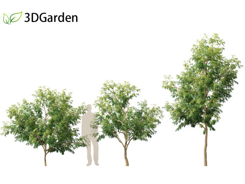 Styphnolobium japonicum - Japanese pagoda tree 01 Modelo 3D