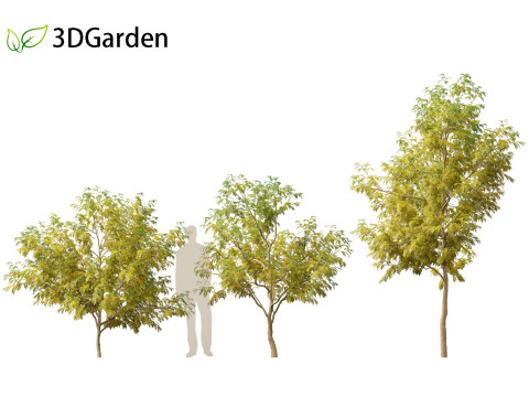 Styphnolobium japonicum - Japanese pagoda tree 02 3D 模型