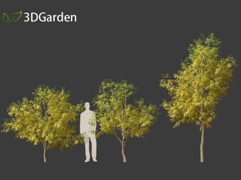 Styphnolobium japonicum - Japanese pagoda tree 02 3D 模型