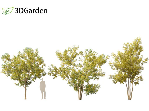 Styphnolobium japonicum - Japanese pagoda tree 02 3D Model