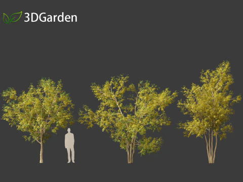 Styphnolobium japonicum - Japanese pagoda tree 02 3D Model