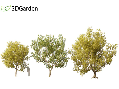 Styphnolobium japonicum - Japanese pagoda tree 02 3D Model