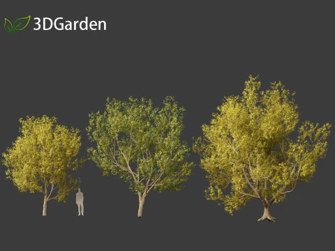 Styphnolobium japonicum - Japanese pagoda tree 02 3D Model