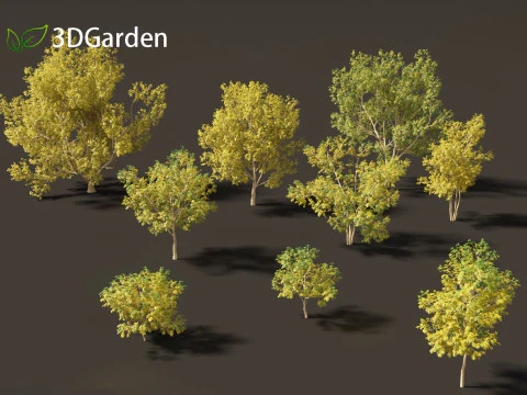 Styphnolobium japonicum - Japanese pagoda tree 02 3D Model