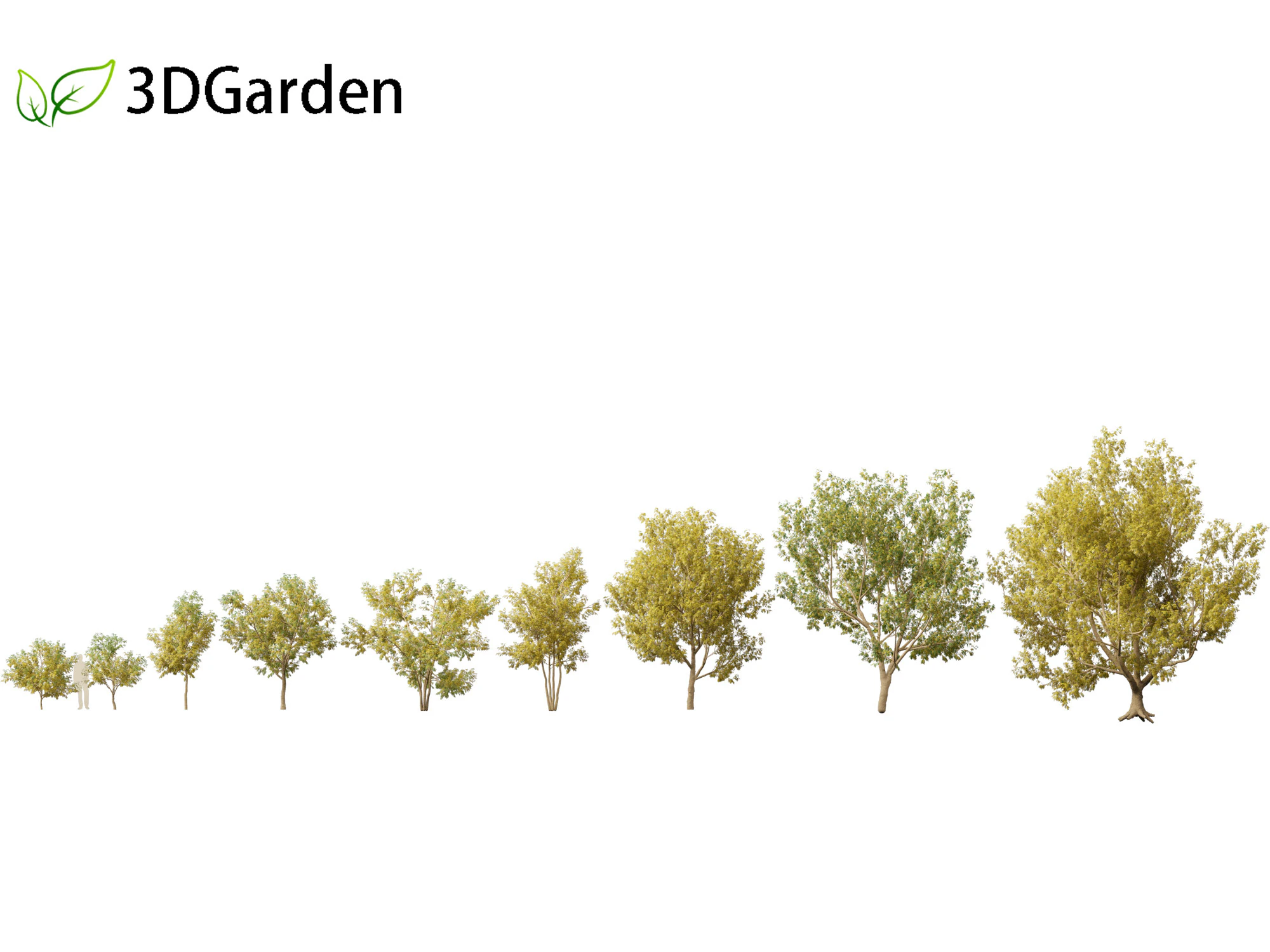 Styphnolobium japonicum - Japanese pagoda tree 02 3D Model .c4d .max .obj .3ds .fbx .stl .blend 