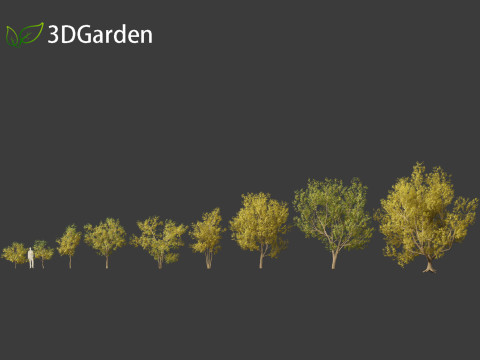 Styphnolobium japonicum - Japanese pagoda tree 02 3D 模型